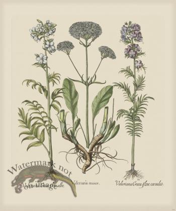 Besler 260 Colored  B2